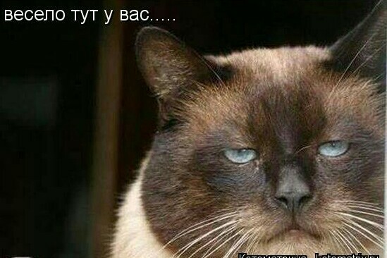 Большие коты - очень круты!