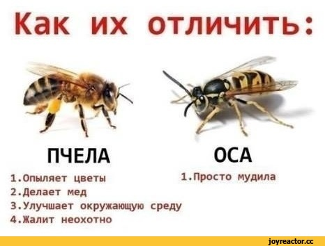 Оса убила главу «Партии зеленых» в Москве