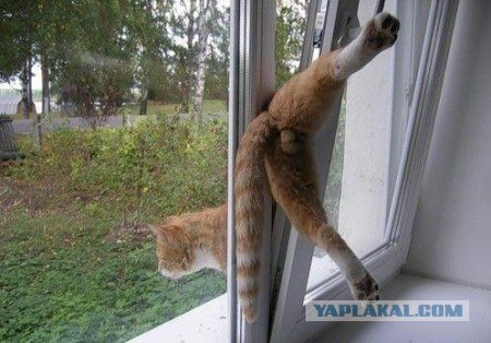 Кот застрял в окне