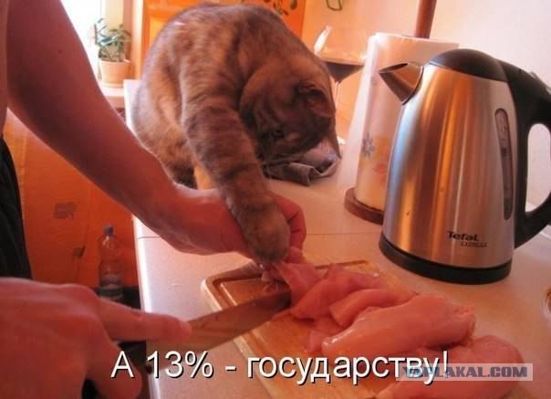 Котейка проголодался