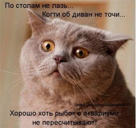 Картинки и мемы для настроения 11.08.2021