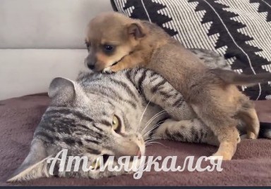 Отстань - нет у меня молока!