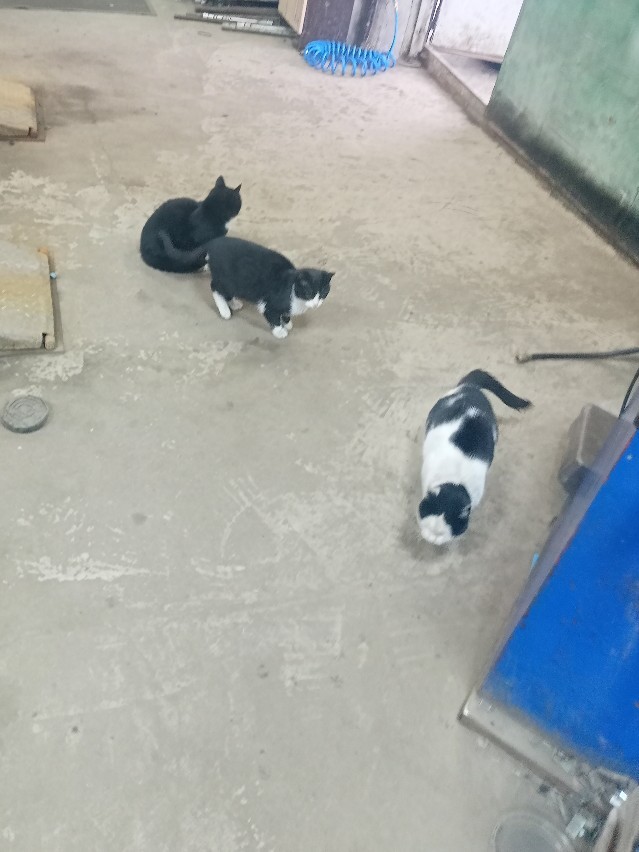 Котобанда Милахи продолжает отжимать шиномонтаж!