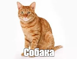 Кот сломался