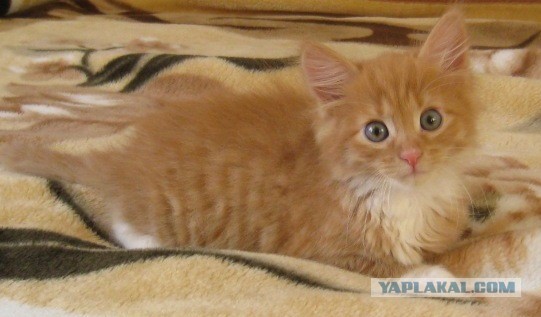 Котовторник 30.04.2013