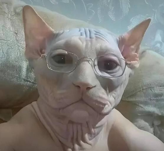 Котяра поймал 27 крыс за одну ночь и сложил их в кучу, чтобы похвастаться перед хозяином