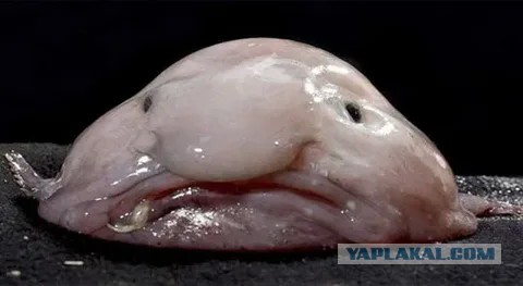 Новое блюдо