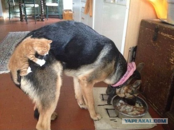 Маша и медведь отдыхают