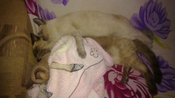 Котовторник 04.03.2014