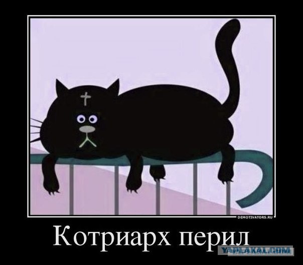 Что должна уметь каждая уважающая себя кошка