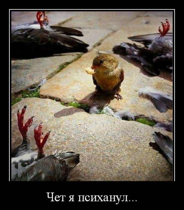 Подборка демотиваторов