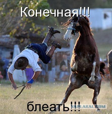 Лошадь что-то перепутала