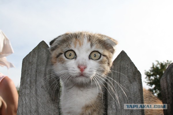 Котовторник 27.01.2015
