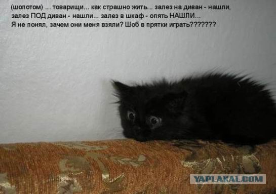 Зверский позитив