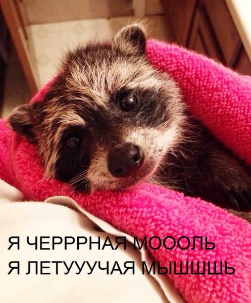 100 самых ценных фотографий енотов