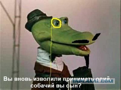 Один день из жизни кошачьей семьи.