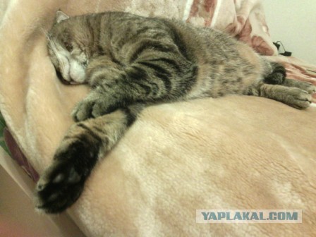 Пост невероятной кошачьей красоты. 25 фот.