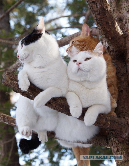 Выборка фотогеничных котэнов