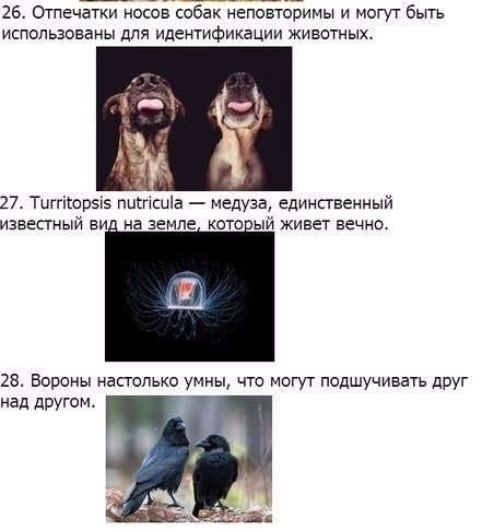 Божьи твари