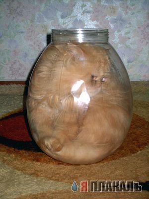 Вторничные кошаки