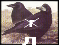 НАШЪ БУКВАРЬ v.2.0