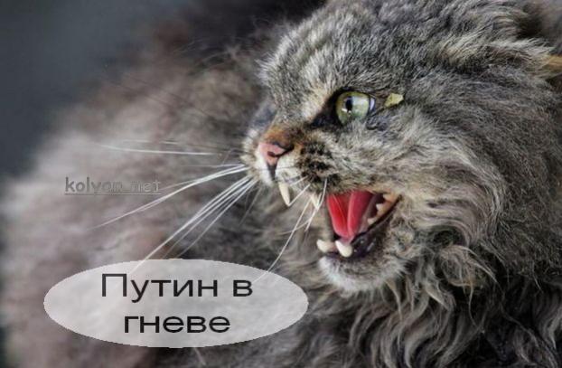 Выставка кошаков "Звезда Амур" (19 фото)
