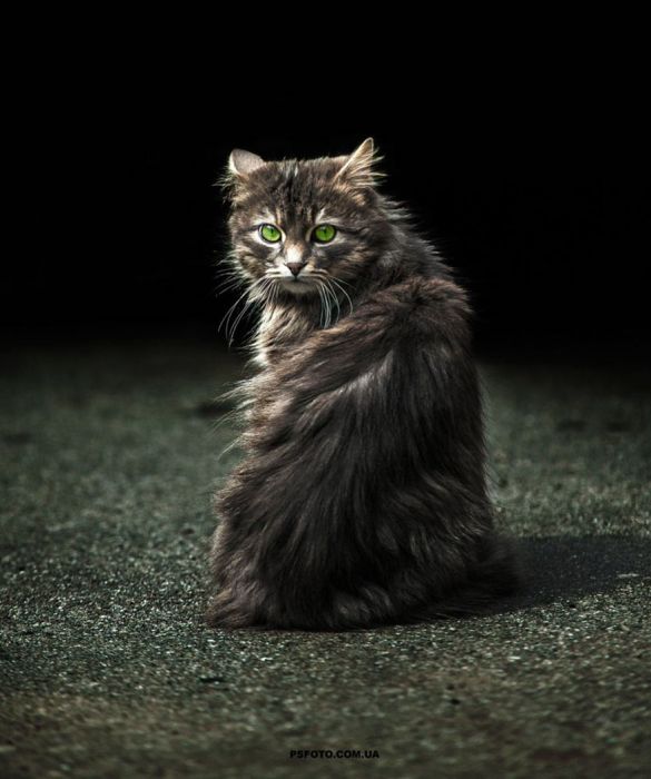 Коты из сети