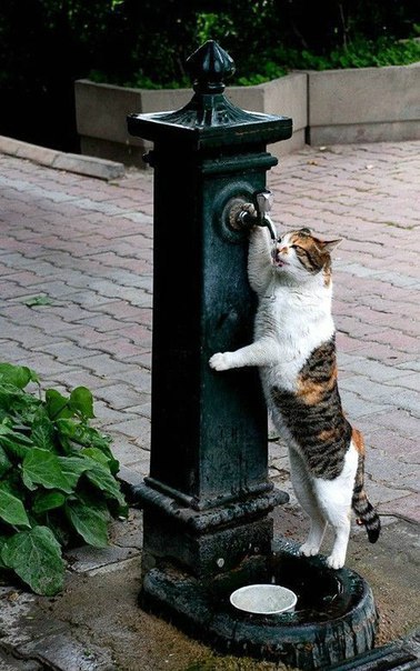 Коты из сети