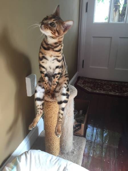 Коты из сети