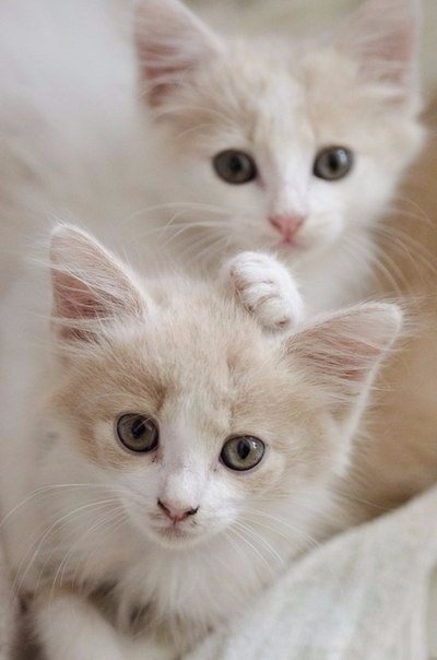 Коты и Кошки