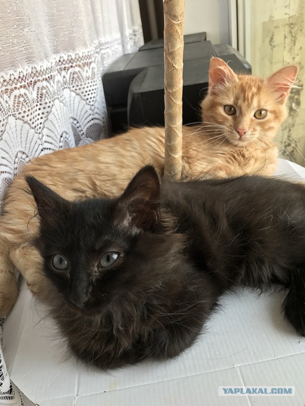 Котовторник 23/05/2017