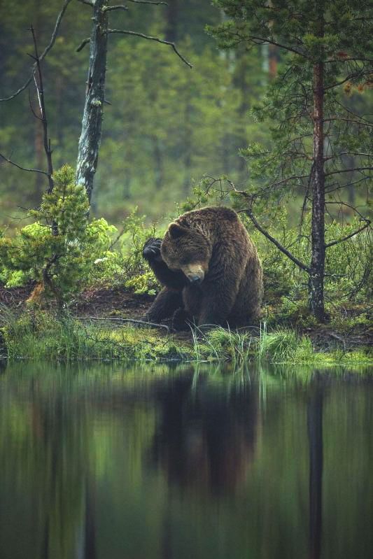 Живность из сети