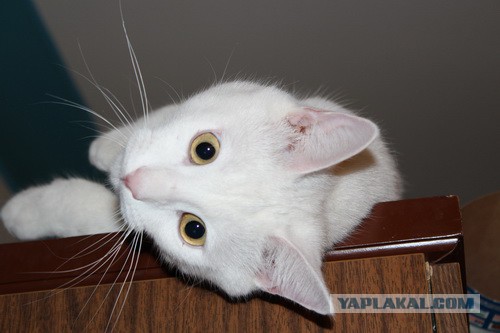 "Я не один приеду, кстати"