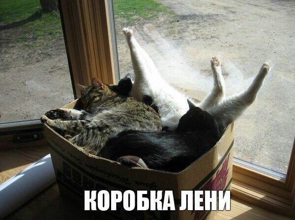 Смешные комментарии из социальных сетей 03.11.2017