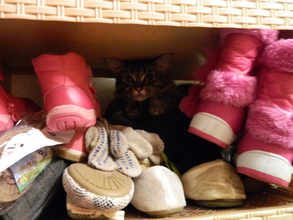 Коты и Кошки