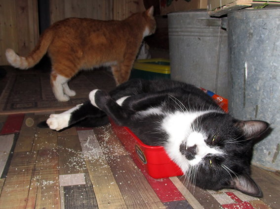 Котовторник 28.11.2017