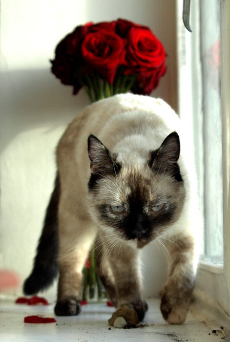 Котовторник: Кошки гаваны и другие!