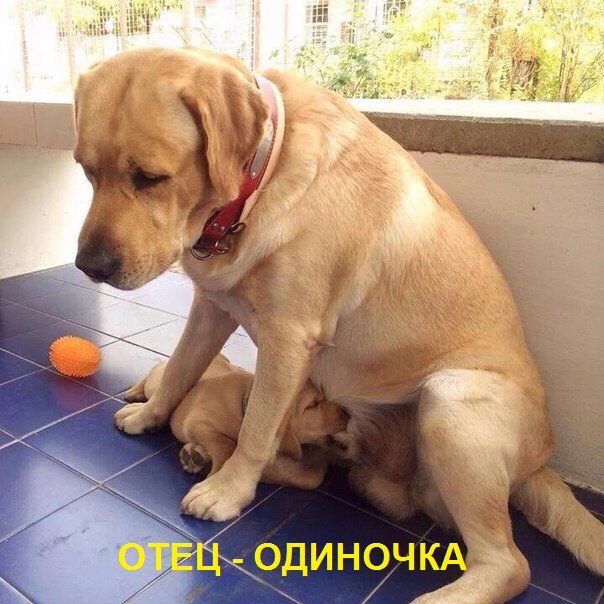 Не очень адекватный юмор