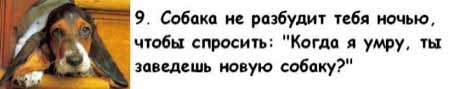 13 причин, почему холостяки предпочитают собаку