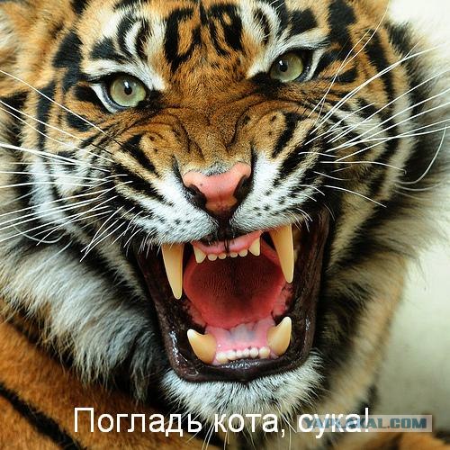 Бродячие коты 2 фотки