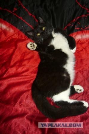 Начинаем котовторник!