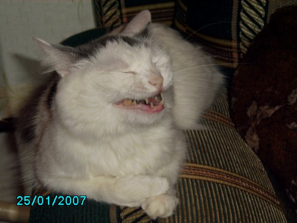 Котовторник объявляется открытым!