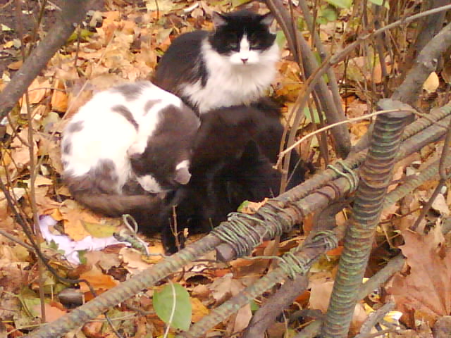Первый котовторник июля