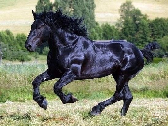 Милые животные. Мимиметр сломался