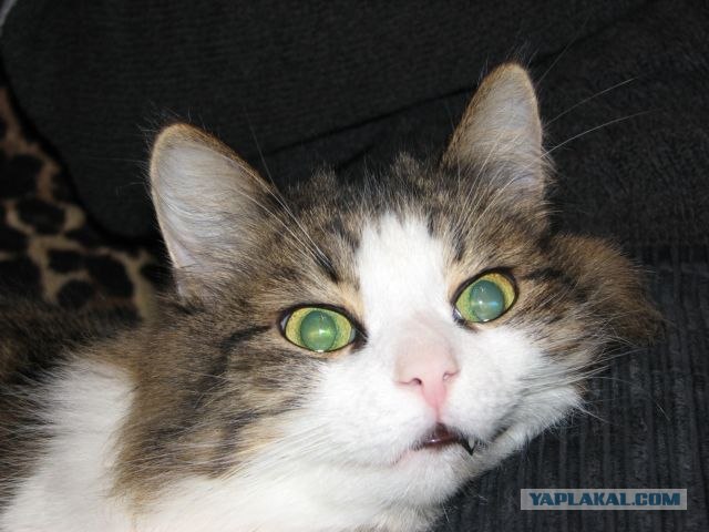 Котовторник!