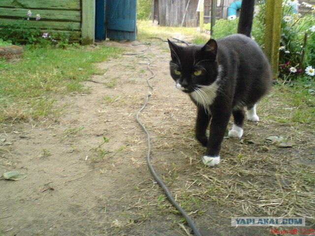 Котовторник (31.01.2012)