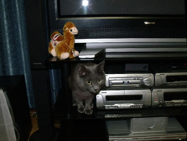 Котовторник (21.02.2012)