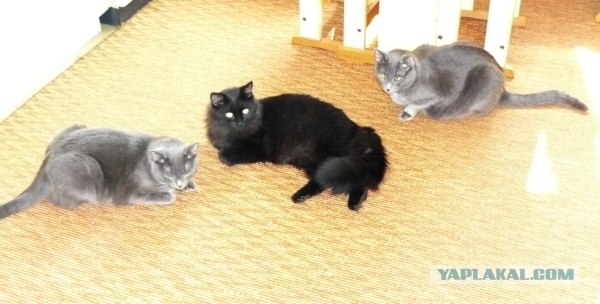 Котовторник  14.08.2012.