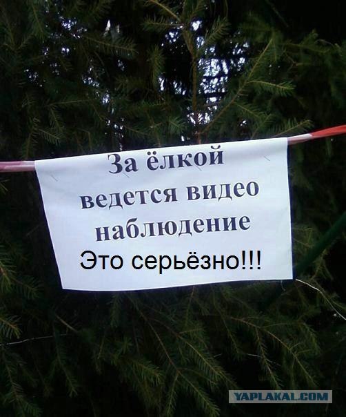 ёлки идем резать?