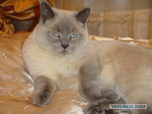 Шотландский вислоухий просится на обнимашки